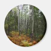 White Birch Trees and Herfst Ferns in Rocky Mounta Magneet (Voorkant)