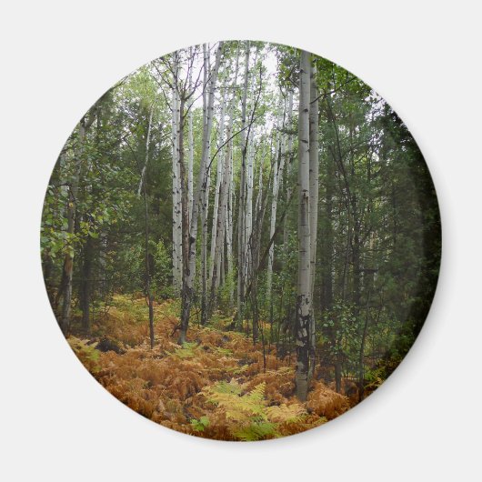 White Birch Trees and Herfst Ferns in Rocky Mounta Magneet (Voorkant)