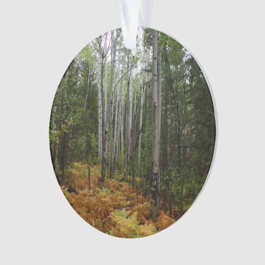 White Birch Trees and Herfst Ferns in Rocky Mounta Ornament (voorkant)