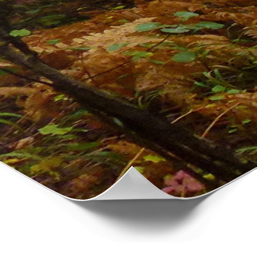 White Birch Trees and Herfst Ferns in Rocky Mounta Poster (Hoek)