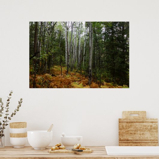 White Birch Trees and Herfst Ferns in Rocky Mounta Poster (Keuken)
