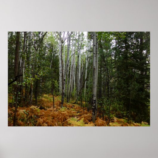 White Birch Trees and Herfst Ferns in Rocky Mounta Poster (Voorkant)