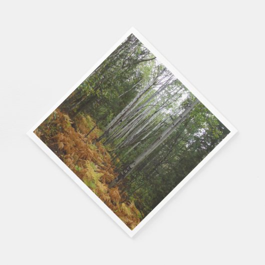 White Birch Trees and Herfst Ferns in Rocky Mounta Servet (Hoek)