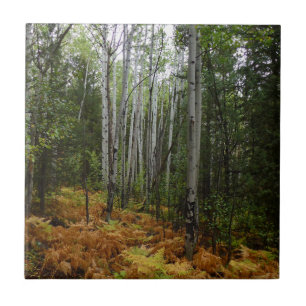 White Birch Trees and Herfst Ferns in Rocky Mounta Tegeltje