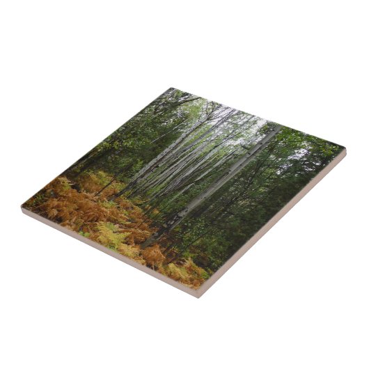 White Birch Trees and Herfst Ferns in Rocky Mounta Tegeltje (Zijkant)