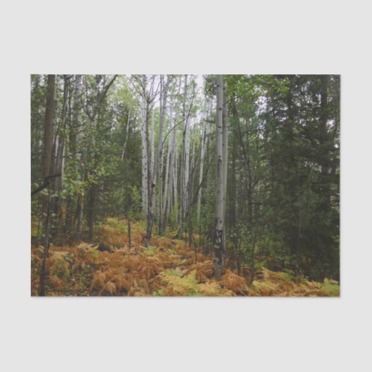 White Birch Trees and Herfst Ferns in Rocky Mounta Tissuepapier (Voorkant)