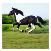 White & Black Beauty Horse Galloping in Natuur Foto Afdruk (Voorkant)