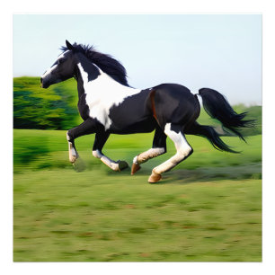 White & Black Beauty Horse Galloping in Natuur Foto Afdruk
