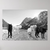 White Black Wolf Landschap Poster (Voorkant)