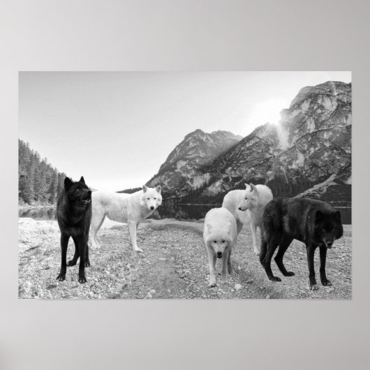 White Black Wolf Landschap Poster (Voorkant)