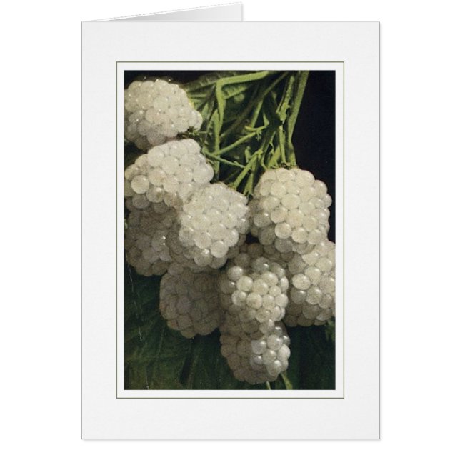 White Blackberry (Voorkant)