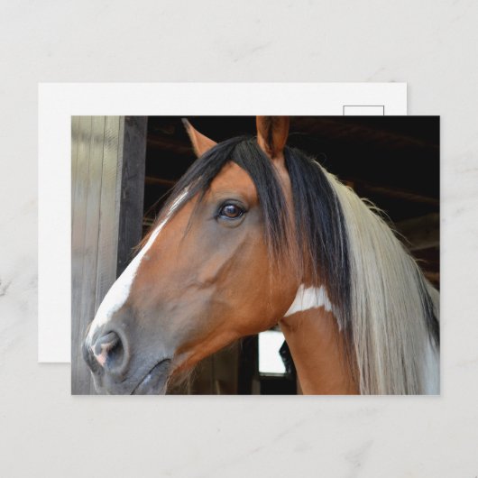 White Blaze Black White Mane Briefkaart (Voorkant / Achterkant)