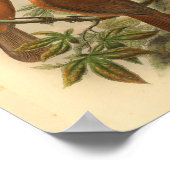 White Bled Wood Shrike  Brown Bird Print (Hoek)