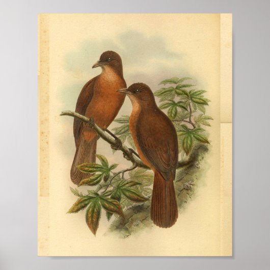 White Bled Wood Shrike  Brown Bird Print (Voorkant)