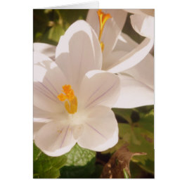 White Bloom Dapapped Light