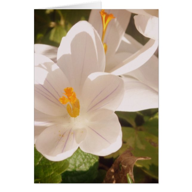 White Bloom Dapapped Light (Voorkant)