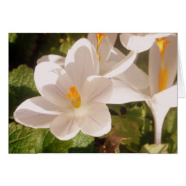 White Bloom Dapapped Light