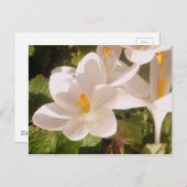 White Bloom Dapapped Light Briefkaart (Voorkant / Achterkant)