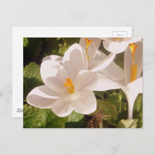 White Bloom Dapapped Light Briefkaart (Voorkant / Achterkant)