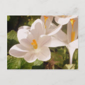 White Bloom Dapapped Light Briefkaart (Voorkant)