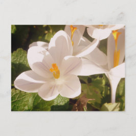 White Bloom Dapapped Light Briefkaart