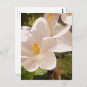 White Bloom Dapapped Light Briefkaart (Voorkant / Achterkant)