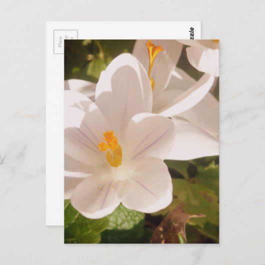 White Bloom Dapapped Light Briefkaart (Voorkant / Achterkant)