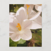 White Bloom Dapapped Light Briefkaart (Voorkant)