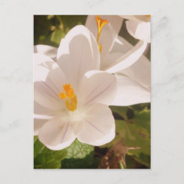 White Bloom Dapapped Light Briefkaart
