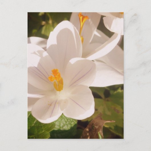 White Bloom Dapapped Light Briefkaart (Voorkant)
