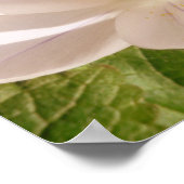 White Bloom Dapapped Light Poster (Hoek)