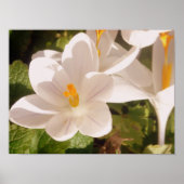 White Bloom Dapapped Light Poster (Voorkant)