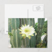 White Bloom on Cactus Briefkaart (Voorkant / Achterkant)