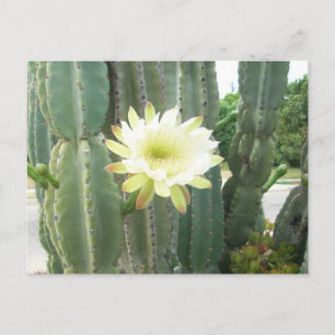White Bloom on Cactus Briefkaart
