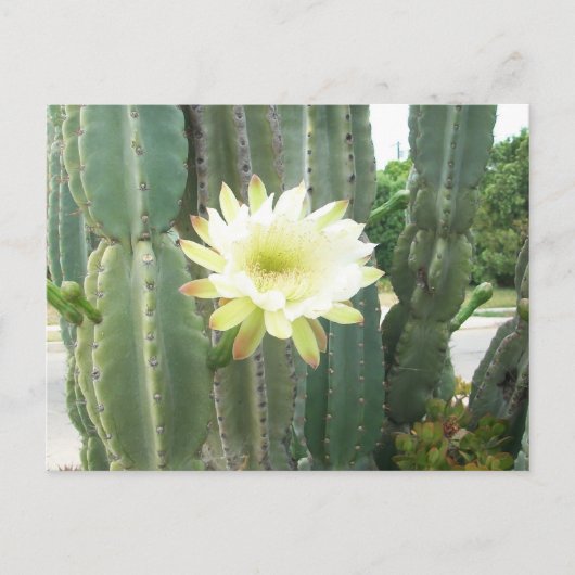 White Bloom on Cactus Briefkaart (Voorkant)