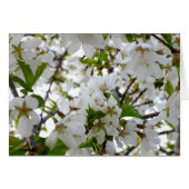White Blossom (Voorkant Horizontaal)