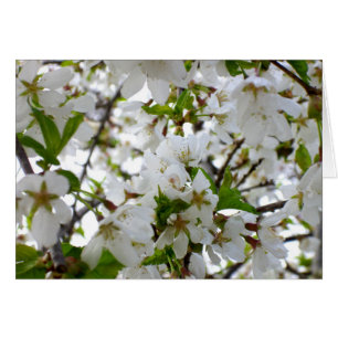 White Blossom