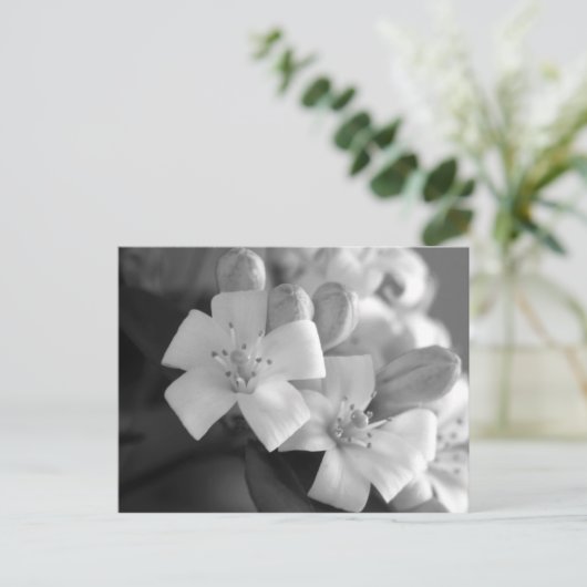 White Blossom Briefkaart (Staand voorkant)