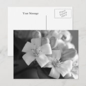 White Blossom Briefkaart (Voorkant / Achterkant)