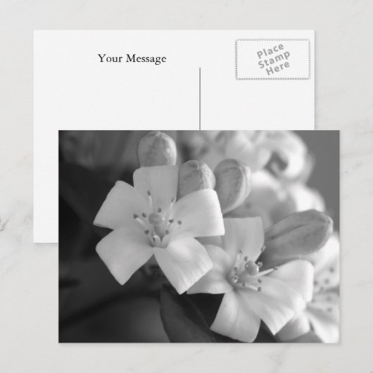 White Blossom Briefkaart (Voorkant / Achterkant)