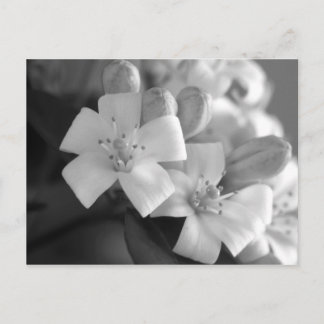 White Blossom Briefkaart