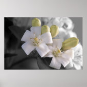 White Blossom Poster (Voorkant)