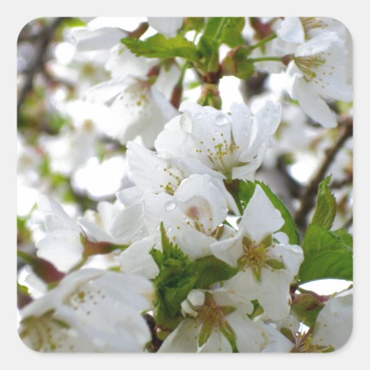 White Blossom Vierkante Sticker (Voorkant)