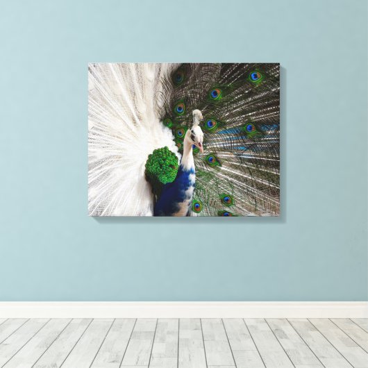 White Blue Peacock Canvas Afdruk (Insitu (Houten vloer))
