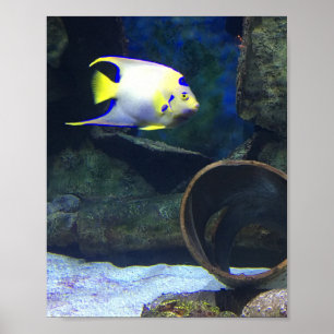 White Blue Yellow Fish Poster
