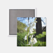 White Bluebells Magnet (Voorkant / Achterkant)