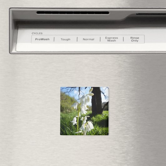 White Bluebells Magnet (Insitu (Vaatwasser))