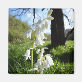 White Bluebells Magnet