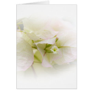 White Bougainvillea Blank Kaart