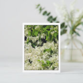 White Bougainvillea Briefkaart (Staand voorkant)